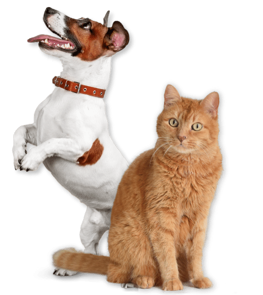 cão e gato