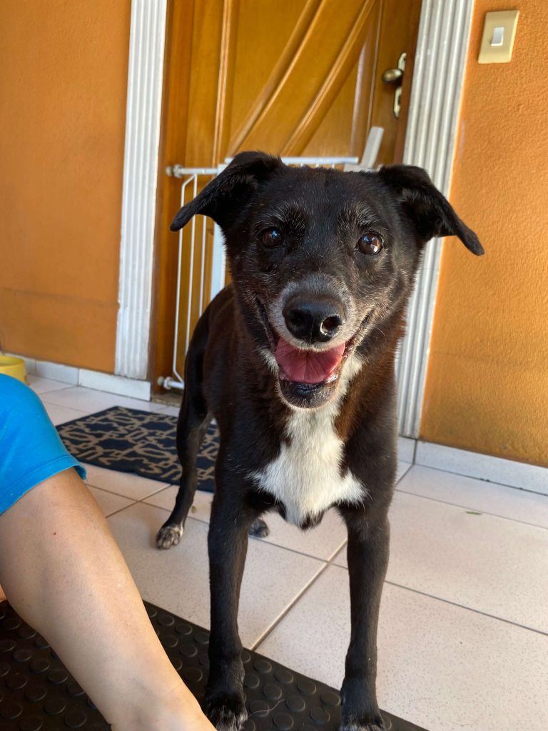 Médica Veterinária Mariana Ramos